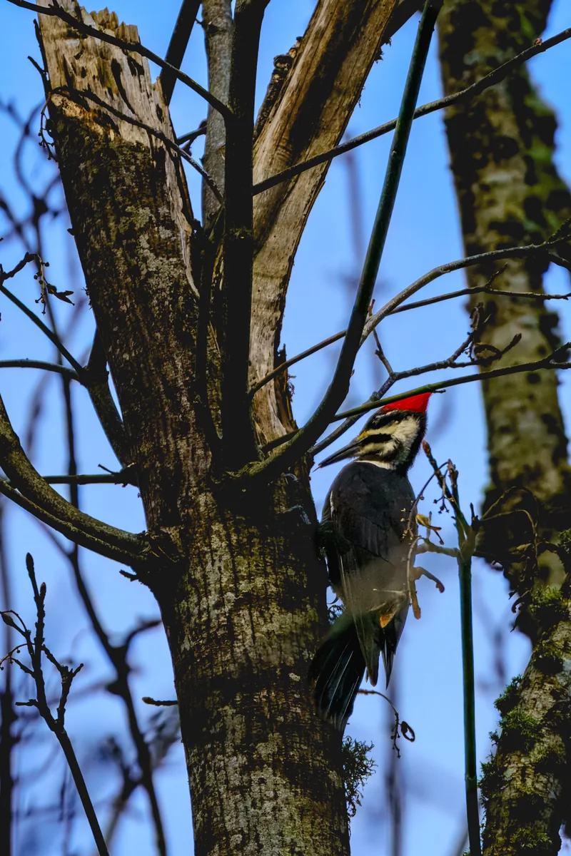 Pileated Woodpecker, Seattle, Washington