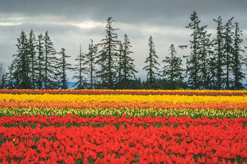 Tulip fields and evergreen trees, Wooden Shoe Tulip Farm, Oregon
