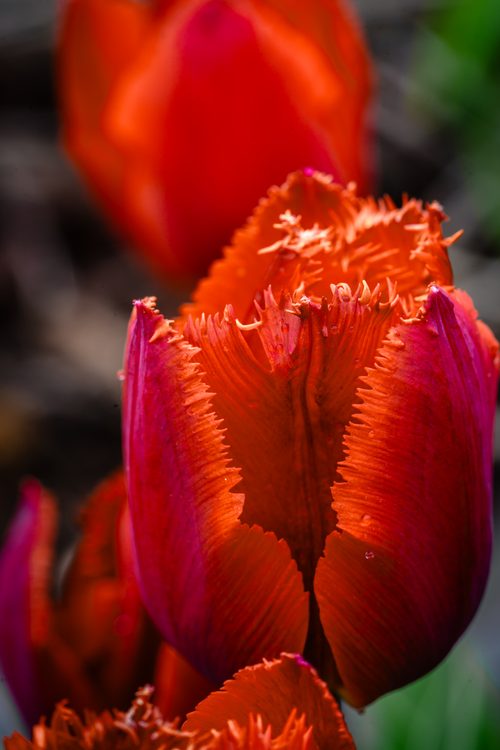 Fringed tulip, Kent, Washington