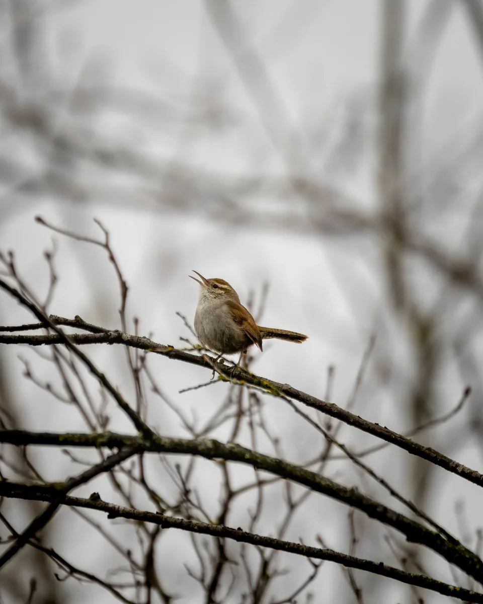 Bewick's Wren, Kent, Washington