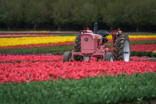 Red tractor in the tulip fields, Wooden Shoe Tulip Farm, Oregon