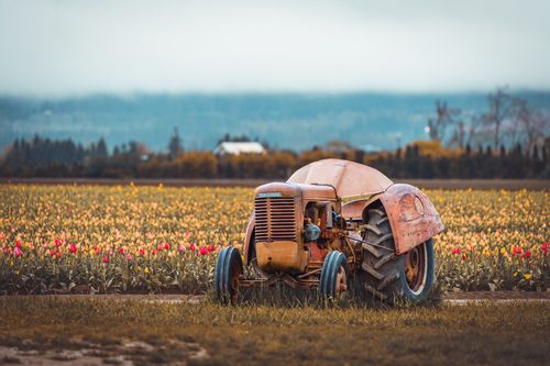 Old tractor among the tulips, Wooden Shoe Tulip Farm, Oregon