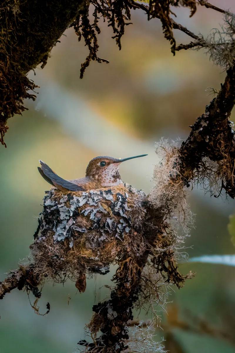 Rufous Hummingbird