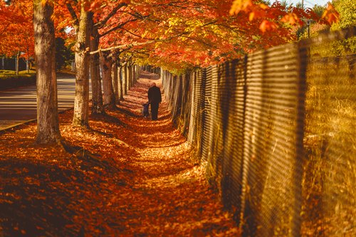A walk beneath autumn trees, Renton, Washington