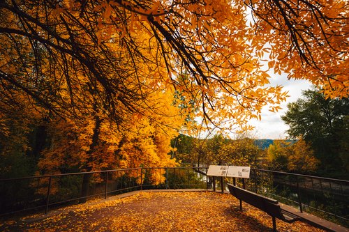 Golden leaves above the river overlook, Leavenworth, Washington