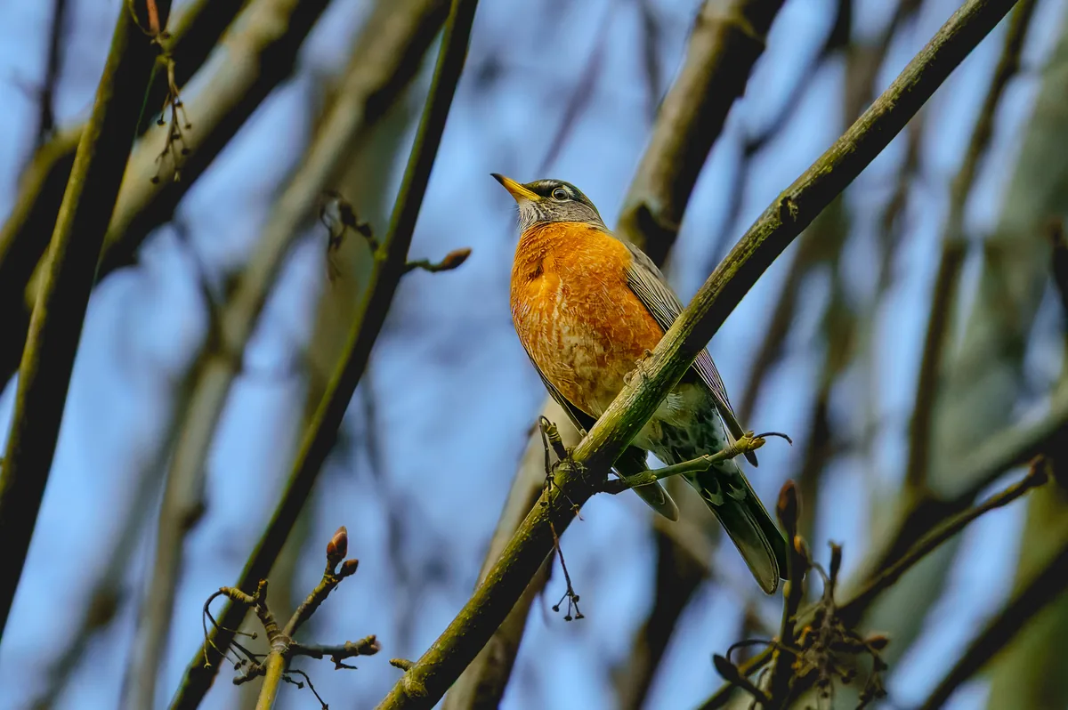 Bird among spring branches, Seattle, Washington