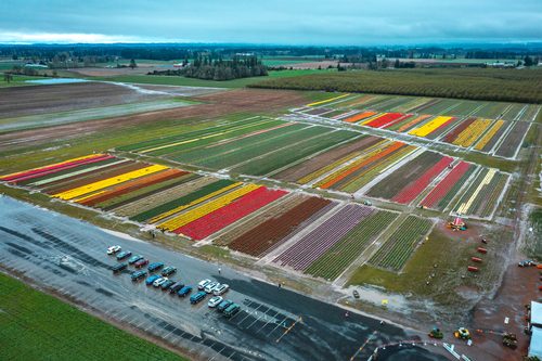 Tulip fields from above, Wooden Shoe Tulip Farm, Oregon
