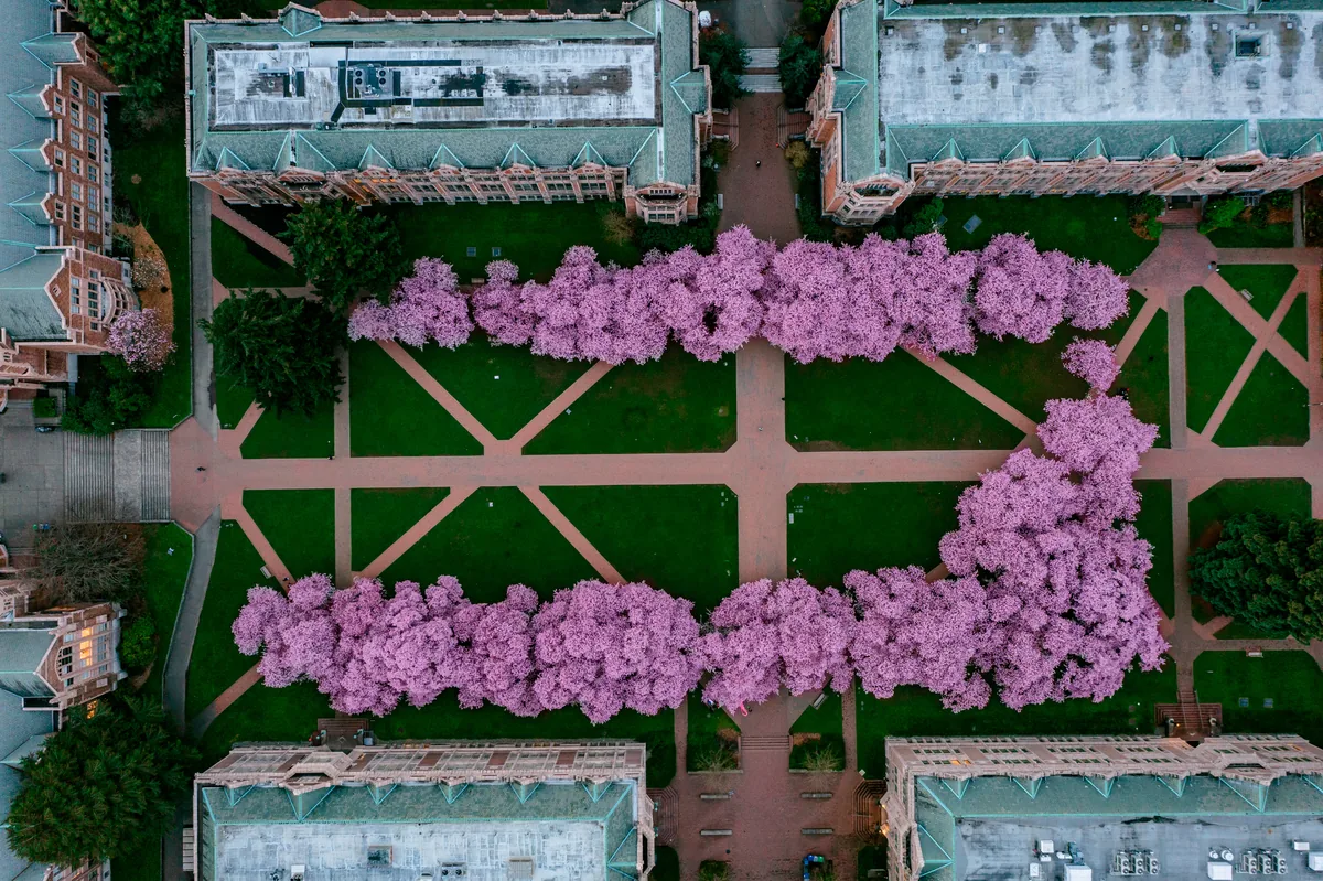 Cherry blossoms, University of Washington, Seattle