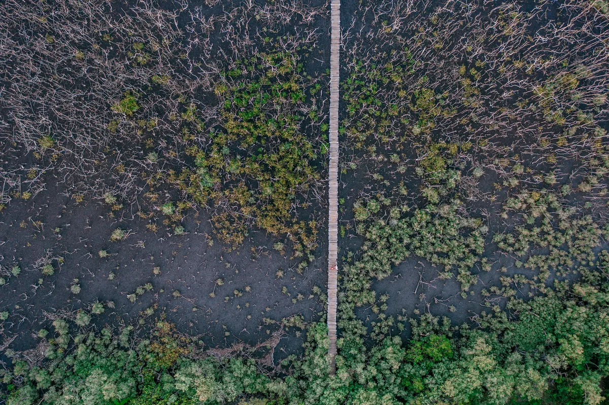 Forest textures from above, Guanacaste, Costa Rica