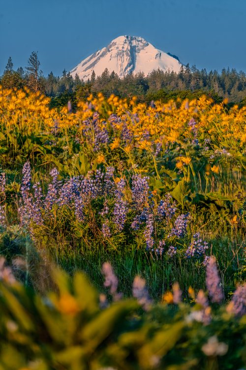 Wildflowers at Rowena Crest, Oregon