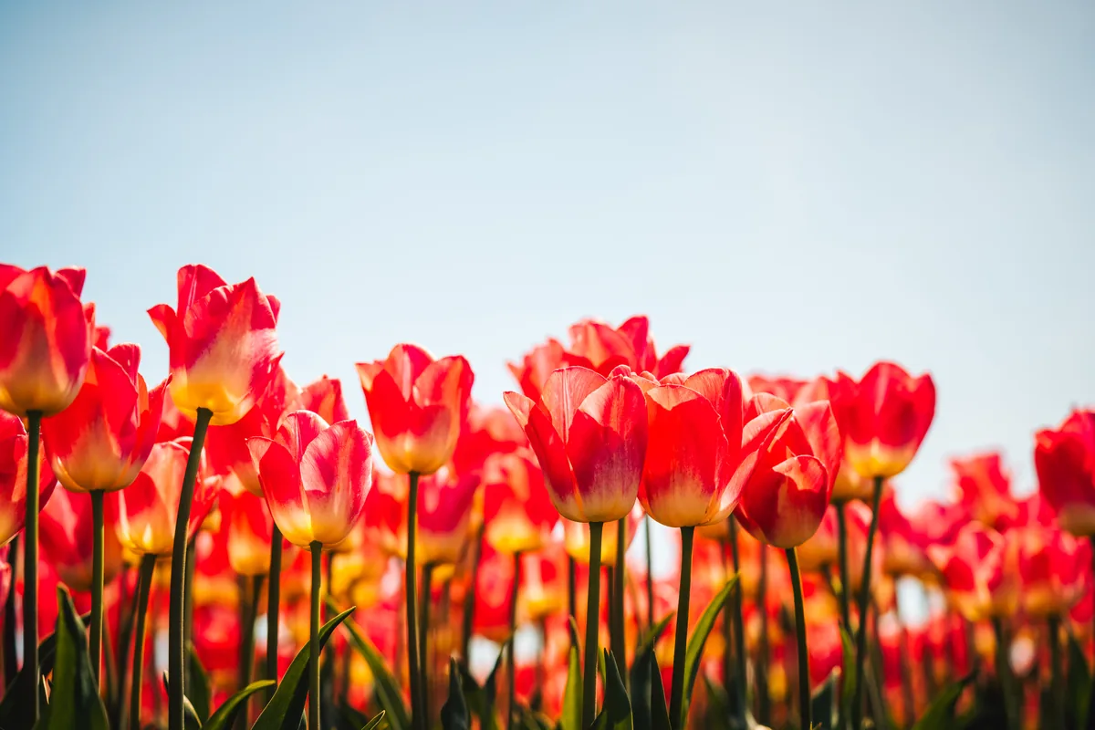 Tulips, Mount Vernon, Washington, Skagit Valley
