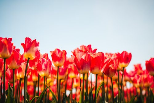 Tulips, Mount Vernon, Washington, Skagit Valley