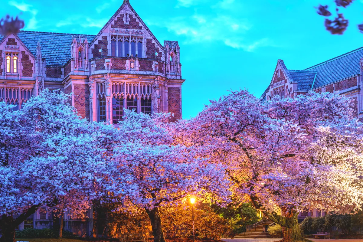 Cherry blossoms at the University of Washington Quad after dark
