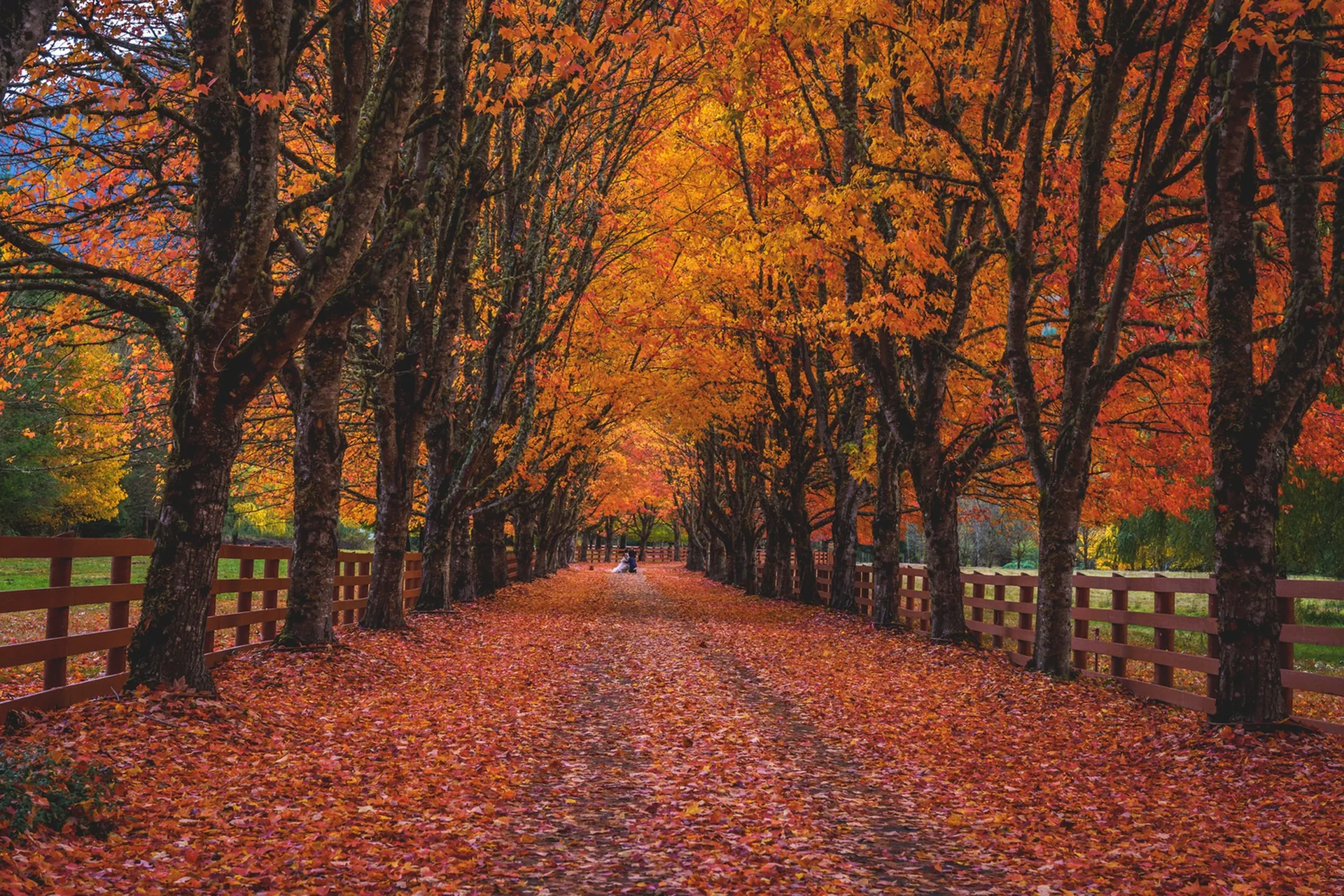 Autumn path