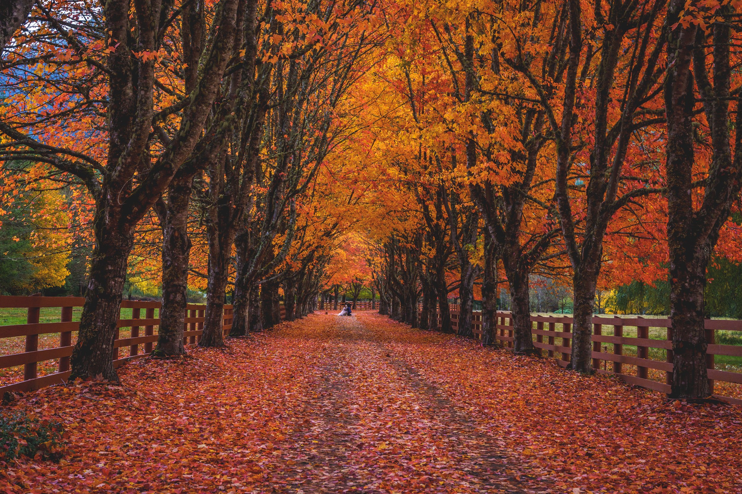 Autumn path
