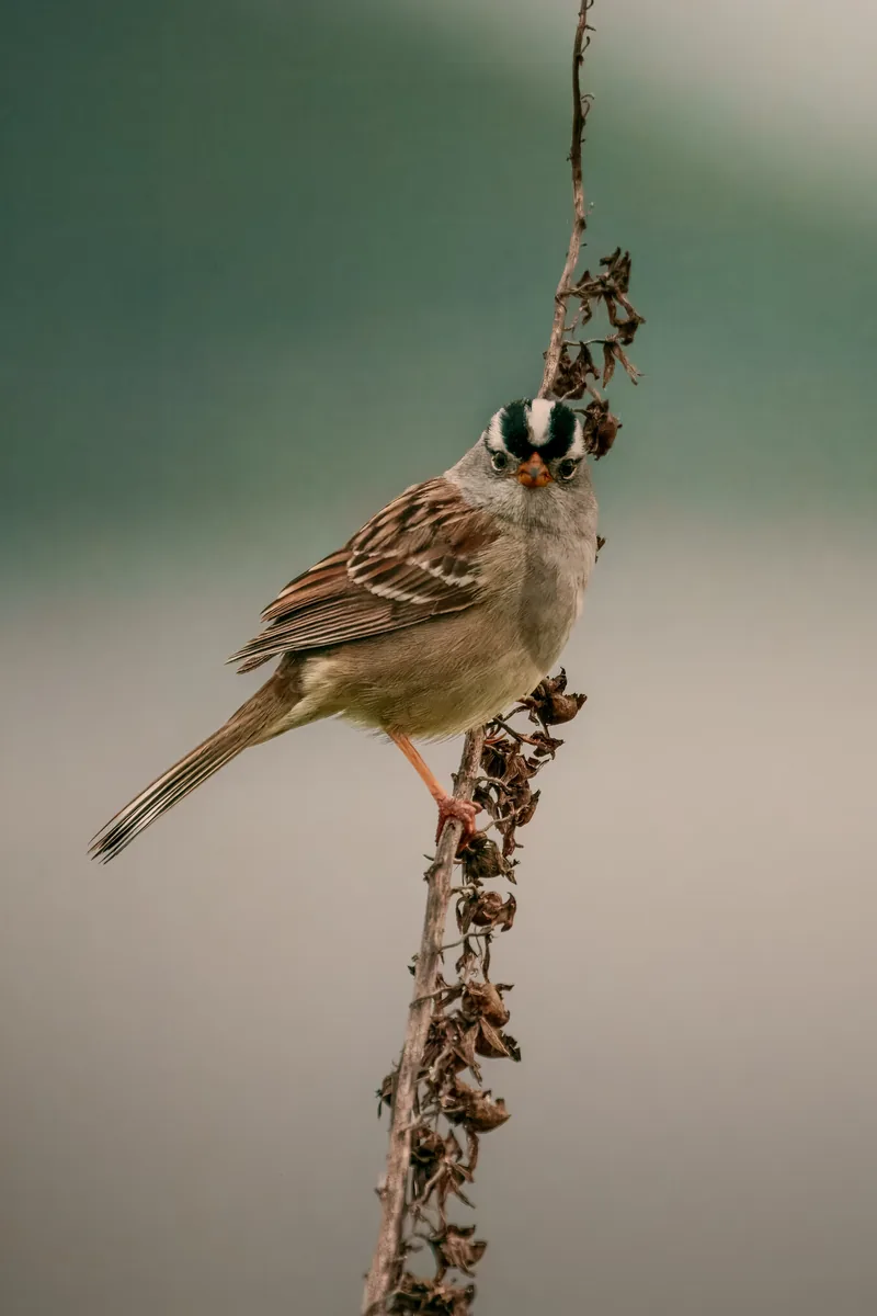 Sparrow on a stem, Tacoma, Washington